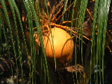 Thai coconut