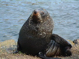 Seal or Sea Lion?  Answers in an e-mail please