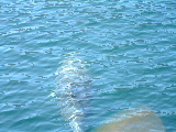 Bottlenose Dolphin