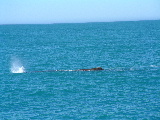 Spot the Whale