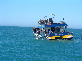 Looking for Whales