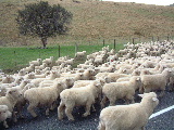 The locals