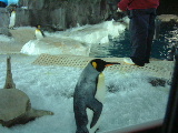A Penguin at Kelly Tarlton's Underwater World