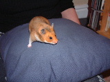 Playing with Mummy